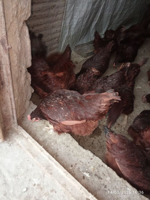 Кихан товуклари малотка