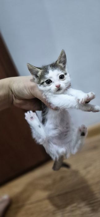 Котенки бесплатно