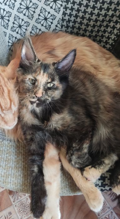 Продам кошку породы Мейн-кун черепахового окраса