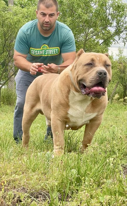 ТОП Американско були ХХЛ