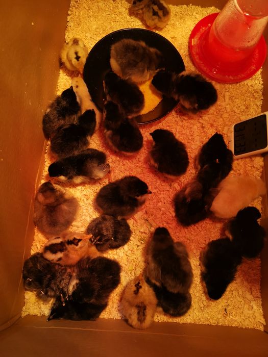 Oua de incubat si pui din  rasa de gaini  Australorp negru si  albastru