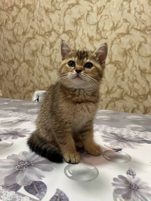 Scotish fold  sotiladi 1,5 yosh  qiz