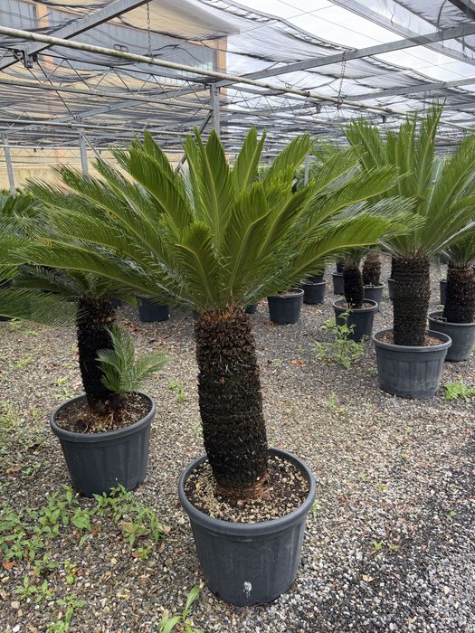 Palmier Cycas revoluta 90 - 160 cm planta exotica la ghiveci pret de la 600 lei
