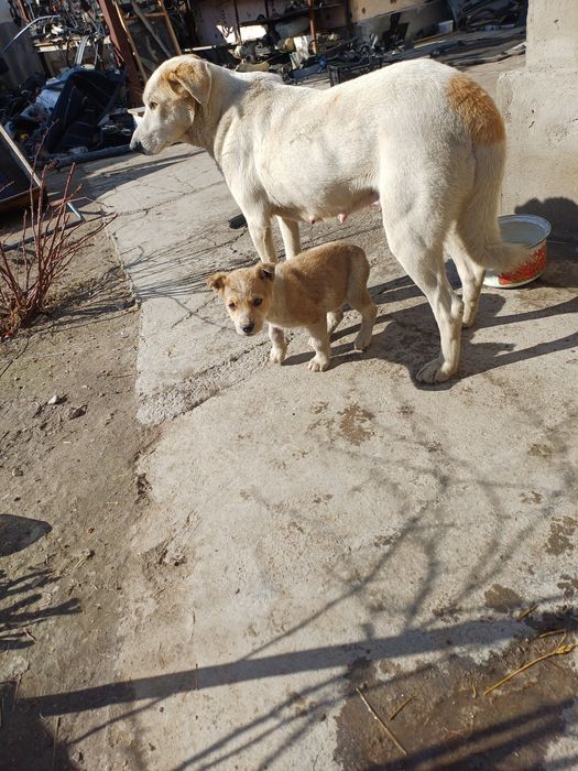 Щенки в добрые руки.