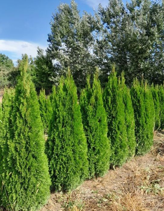 Leylandii chiparos / Tuia / plante de gradina
