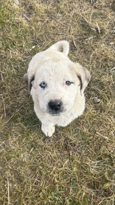 Продам щенка тобета