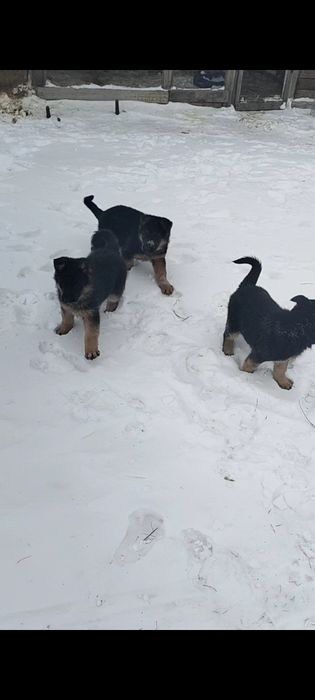 Щенки немецкой овчарки