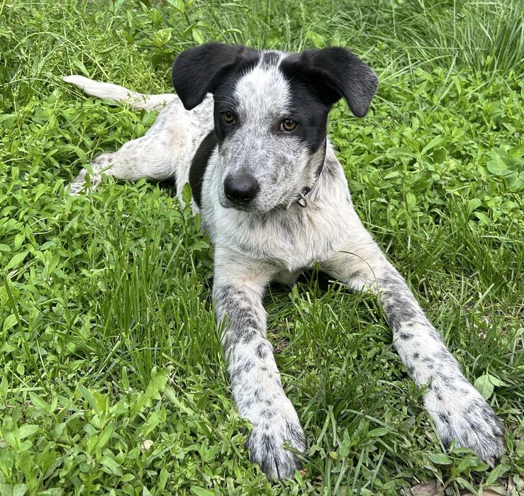Нашлась собака в районе ул Гетте и ул Элеваторская