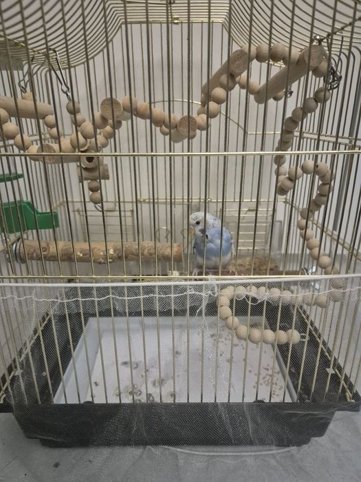 Попугайчик волнистый самец продам