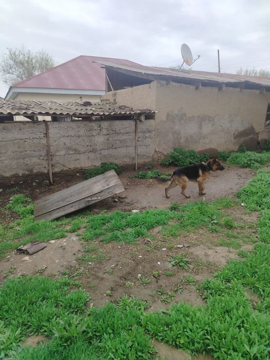 Овчарка ит сатылады