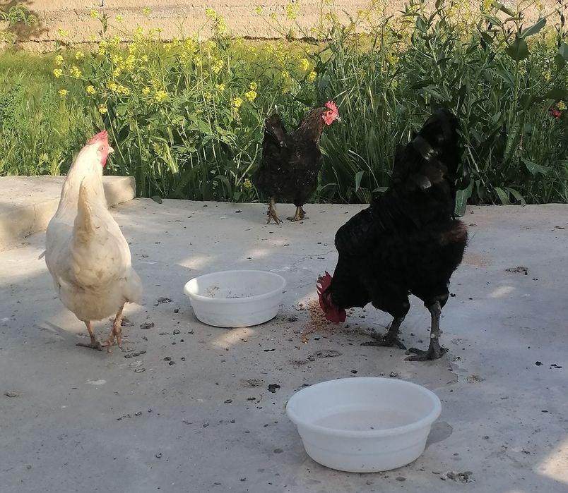 Tovuq va xoroz sotiladi