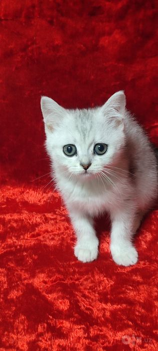 Продается серебристая шиншилла