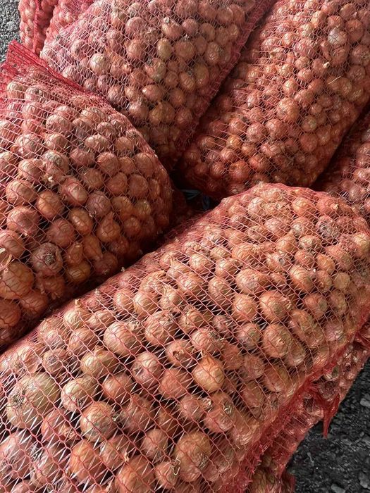 Балучка За Засаждане – Отлично Състояние!