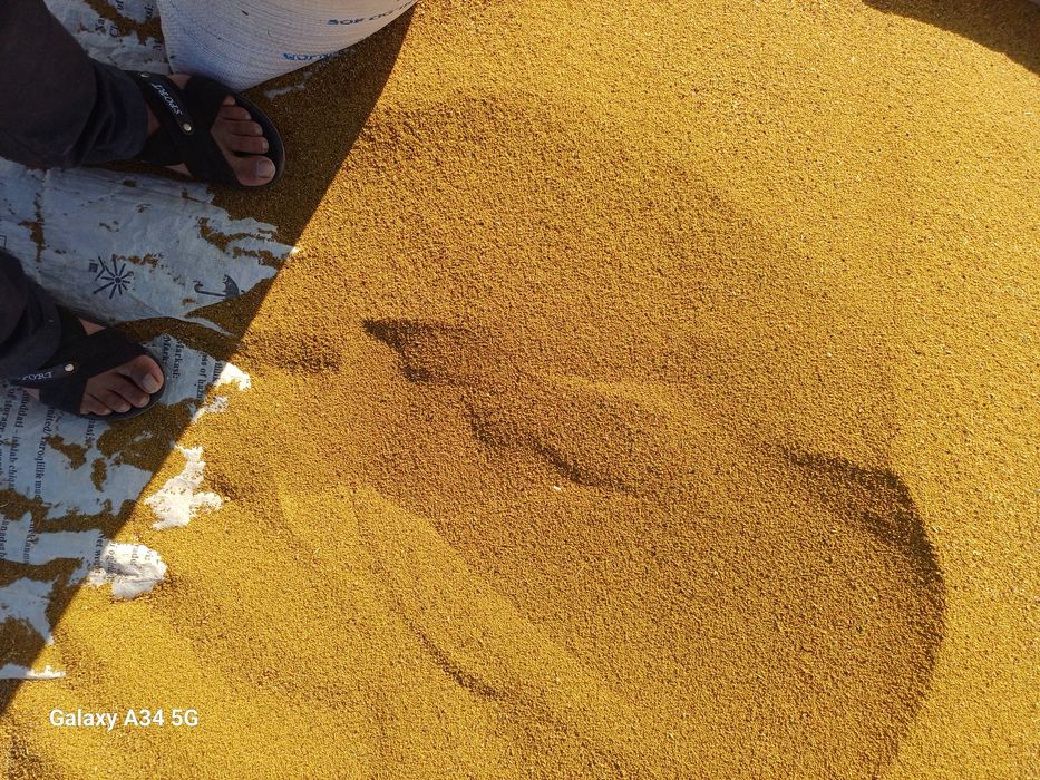 Beda urug'i bor o'zimizni mesni