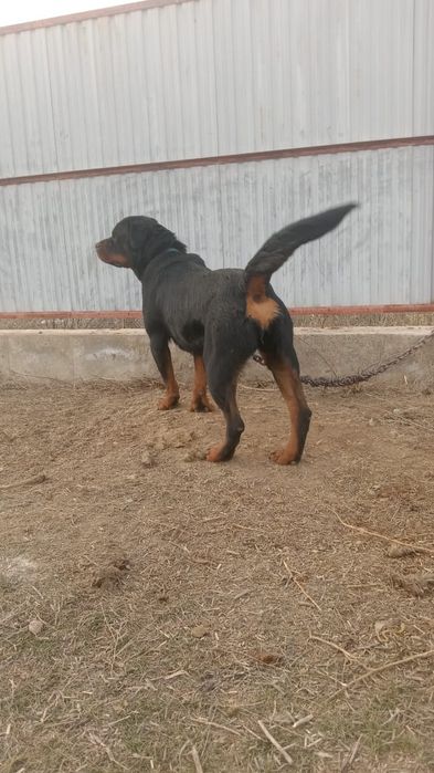 Ратвейлер сатылады