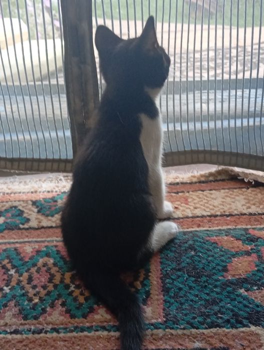 Отдаю котят в добрые руки