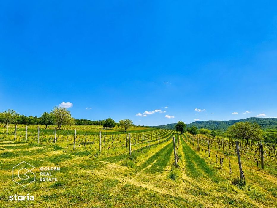 1,35 hectare vie pe rod (Cabernet si Merlot), Siria