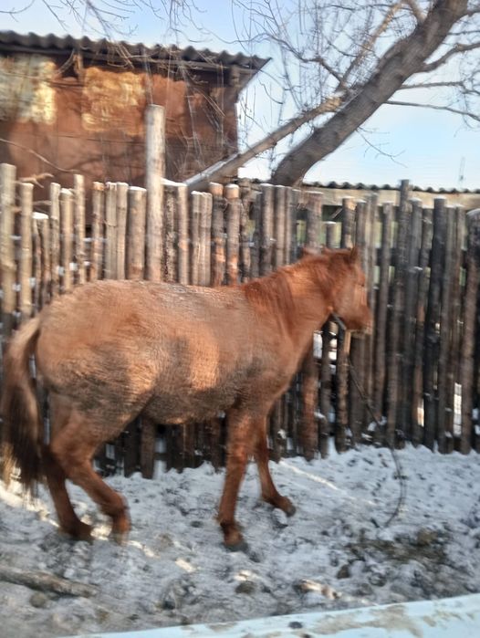 Құнан сатылады откорм да тұр