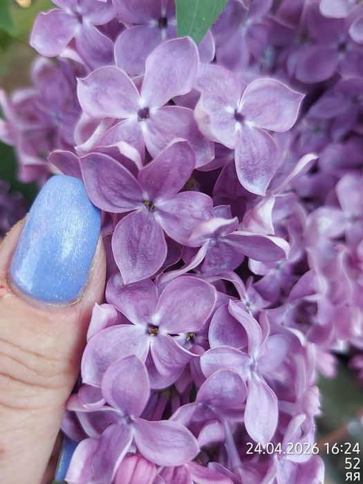 Продам сортовую сирень на срез