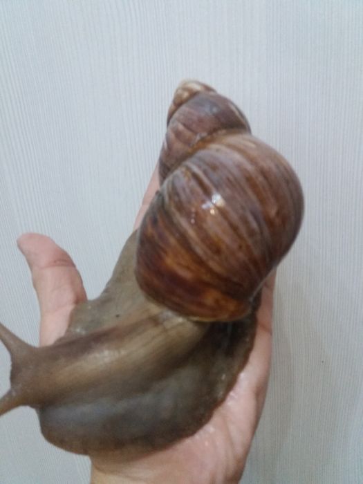 Улитки ахатины великаны!