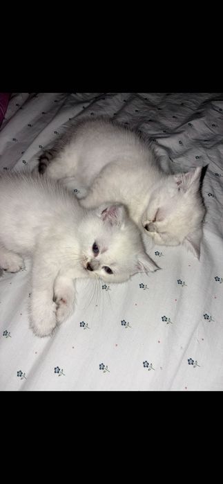 Британски котета
