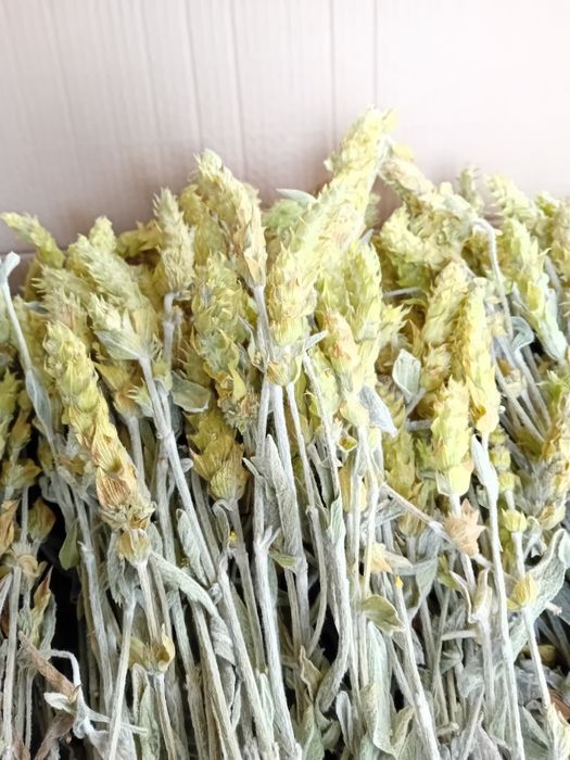 Био  мурсалски чай от  производител