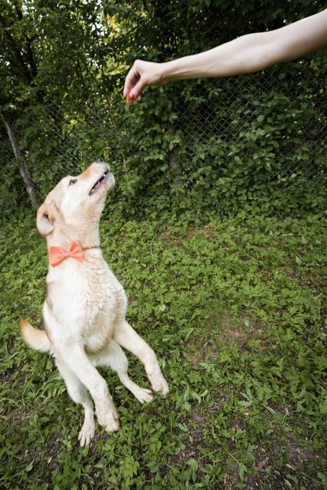 Catel,talie medie,5 ani, sterilizat, pentru adoptie responsabila