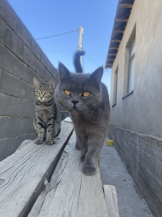кошечку в добрые руки