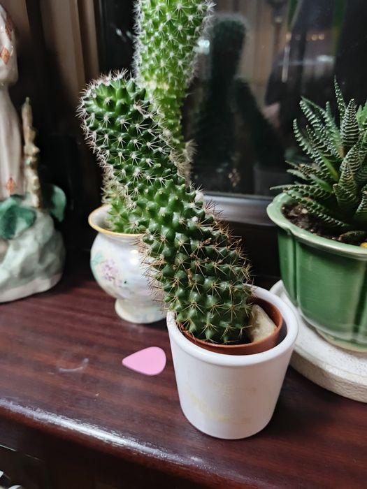 Живое дерево. Хавортия. Кактус