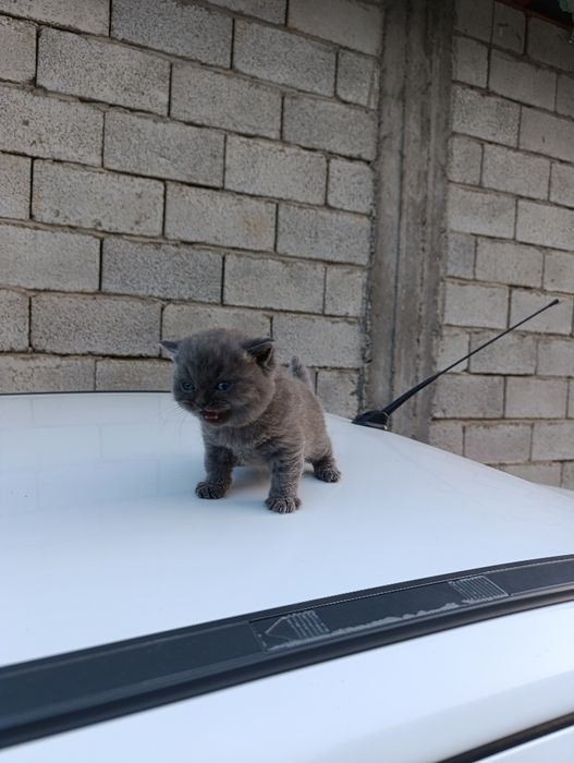 Mushukchalar sotiladi