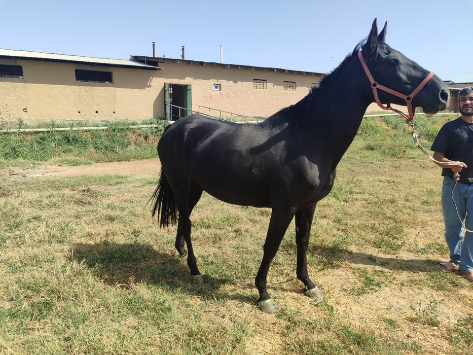 Срочный от сотилади Йоши 8 да кора байир