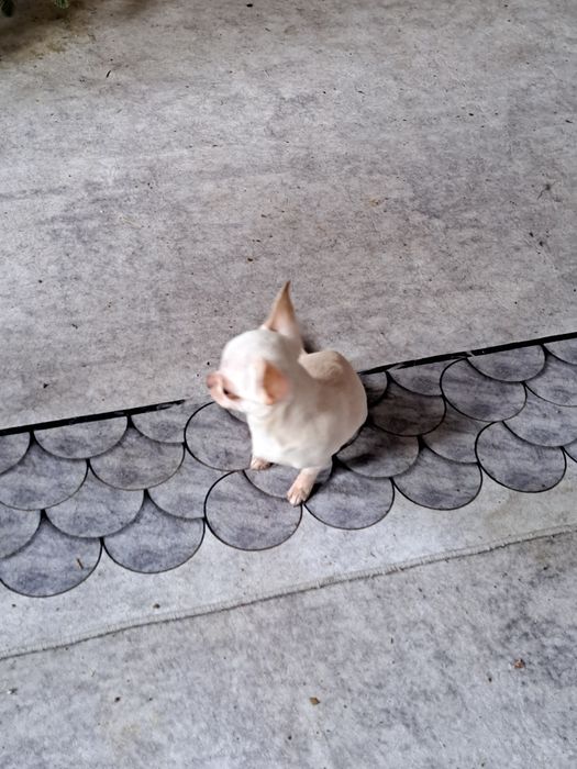 Вязка мини Чихуахуа