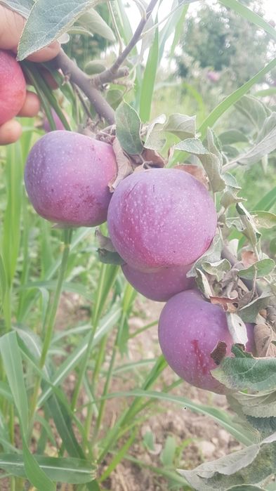 3 yoshli Olma daraxti meva qilyapti tomiri karli