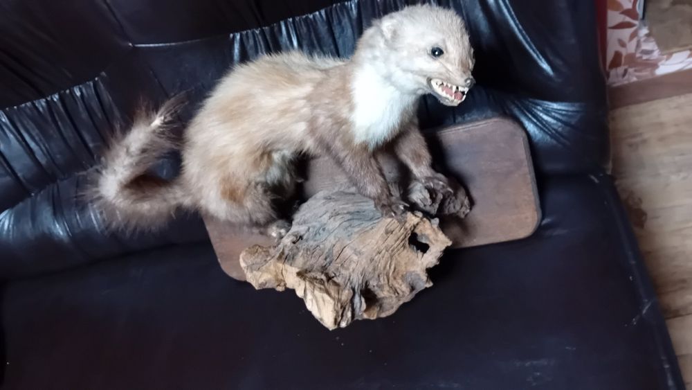 .Препарирана    бялка на дърво