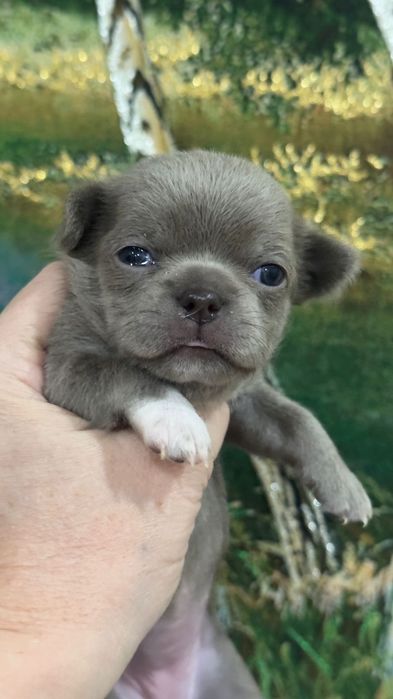 Чихуахуа мальчики лиловые