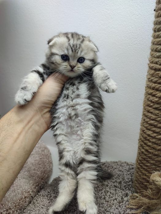 Котята  шотландские _