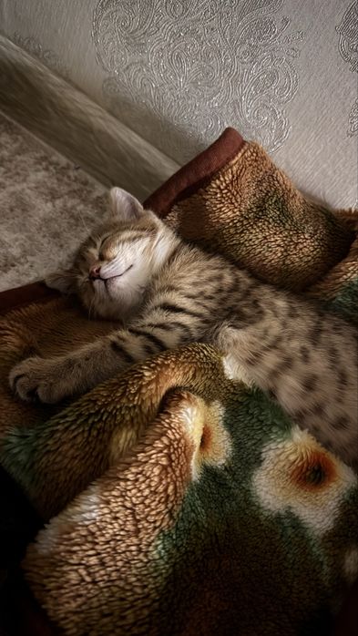 Продается породистая кошка 2 месяцев , продаю по причине частых команд