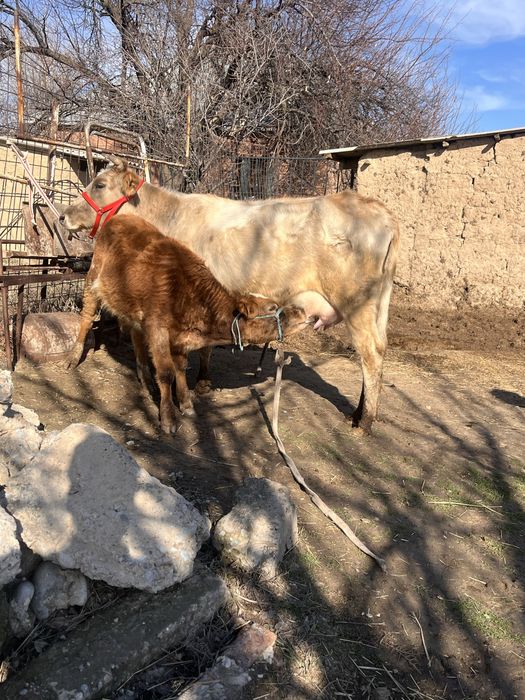 Сауынды сиыр сатылады баласы еркек