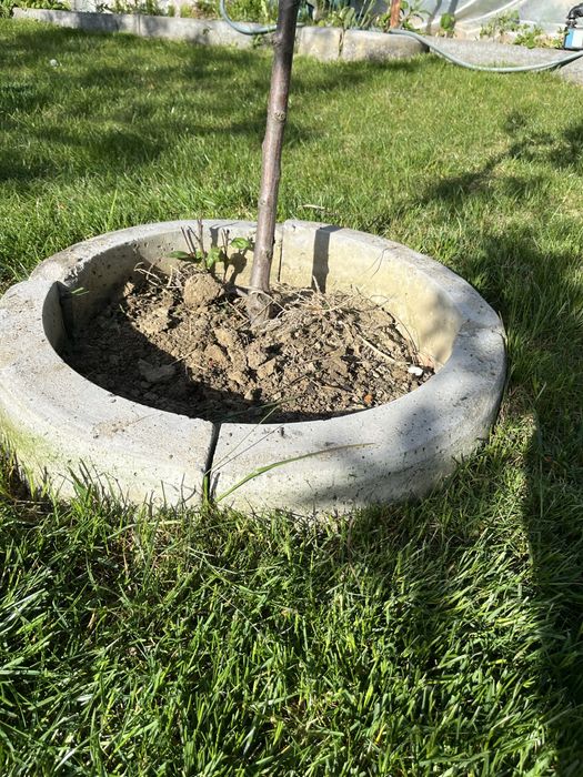 Separatoare iarba pentru pomi fructiferi