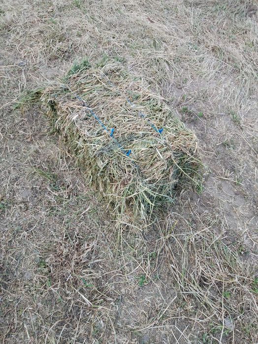 Vând baloți de lucernă