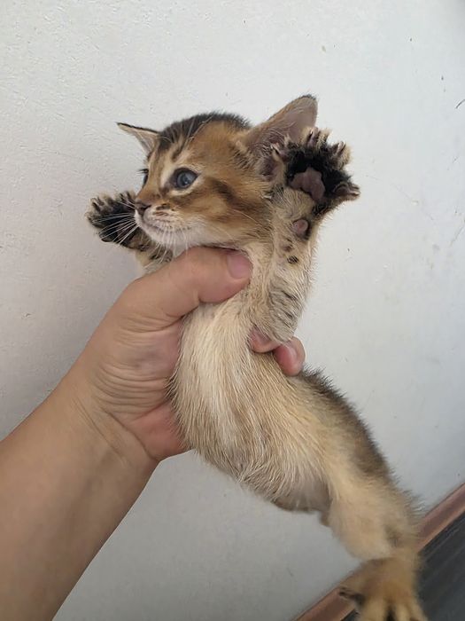 Абиссинские котята