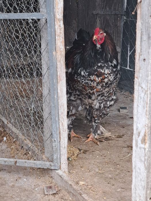 vând sau schimb cocoși brahma