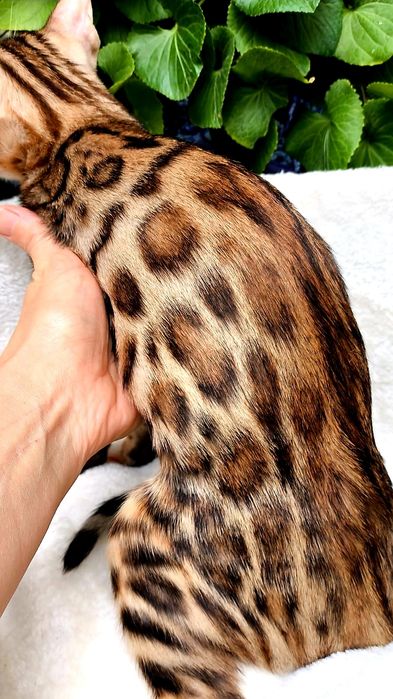 Бенгальские Котята с  ЛЕО - ПРИНТОМ