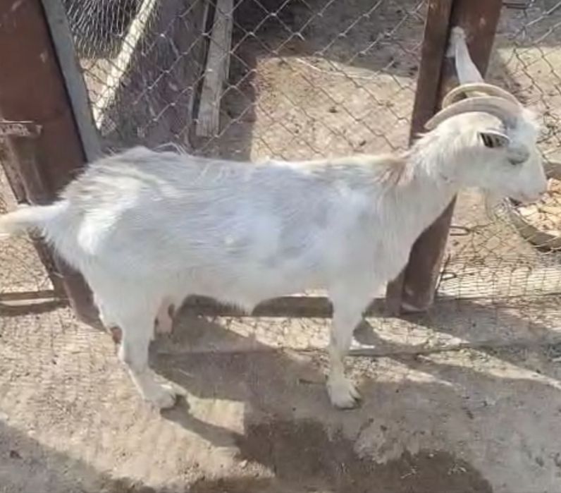 коза ешки сатылады