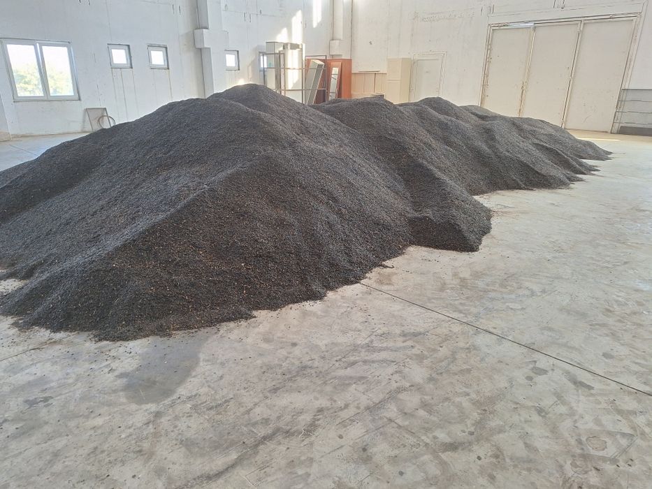 Vindem floare soarelui