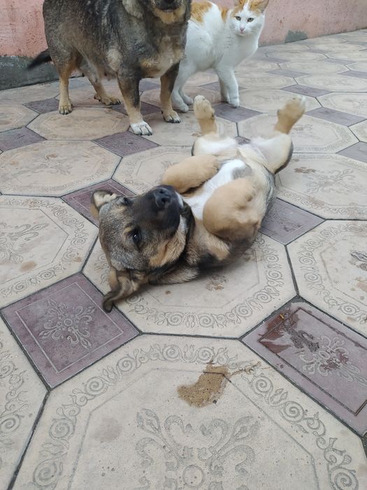 Отдадим очаровашку в добрые руки