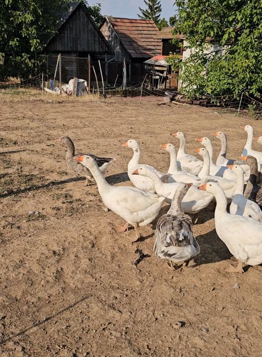 Gâște de vânzare.