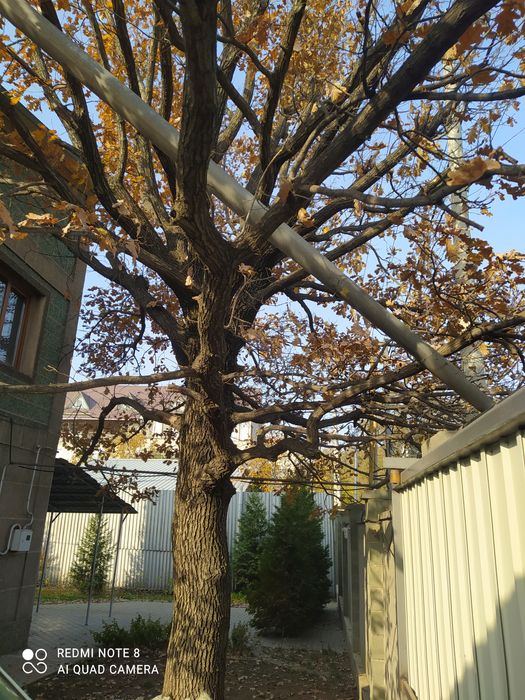 Дуб дерево на спил. 200 000 тенге.