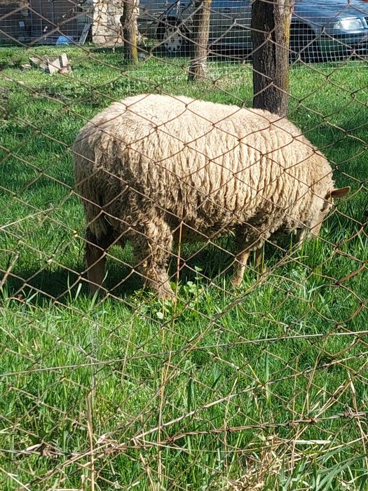 Vând berbec de carne