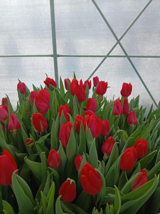 Тюльпаны 60-65 см!